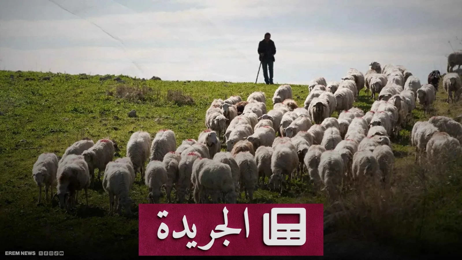 راعي أغنام يتحول إلى نجم تيك توك بفضل إطار تلفزيون مكسور - أخبار أونلاين
