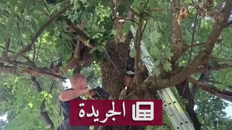 رجل ينجو بعد 24 ساعة عالقًا داخل شجرة قيقب في روسيا - آخر الأخبار - الجريدة