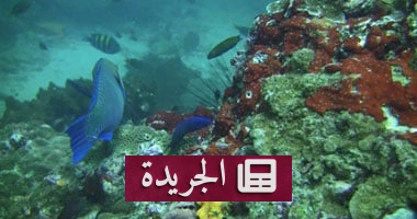 **روبوتات ذكية تنقذ المحيطات: كيف يعمل مشروع "سي كلير" لتطهير قاع البحر من النفايات والألغام** - آخر الأخبار - الجريدة