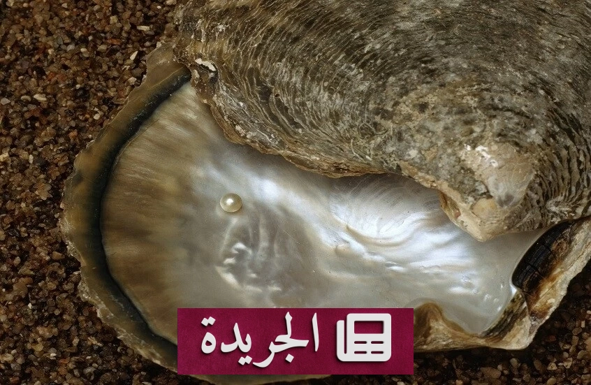 روسيا تعلن اكتشاف أقدم لؤلؤة أحفورية عمرها 90 مليون عام - أخبار أونلاين