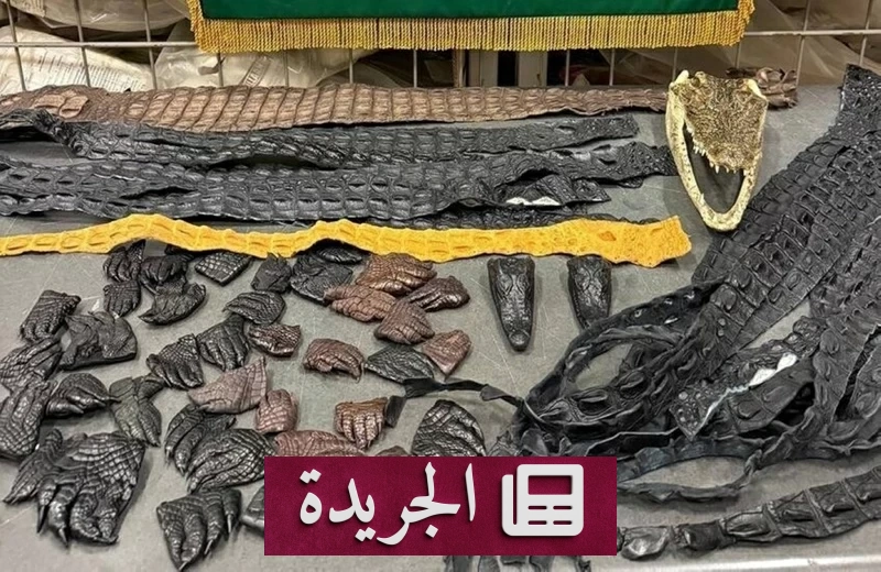 روسيا تهريب تماسيح محنطة في حقيبة مسافر - آخر أخبار الجريدة