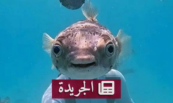 سائحة يابانية تتحول إلى نصف سمكة في صورة غوص طريفة - آخر أخبار الجريدة