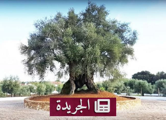 شجرة الزيتون الأسطورية التي عاشت 3700 عام وتثمر حتى اليوم - آخر أخبار الجريدة