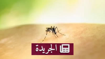 سنغافورة تطلق ملايين البعوض لمكافحة الأمراض - أخبار أونلاين