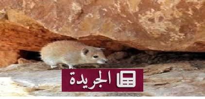 سر الخلود في صحراء الجزيرة.. كيف كشفت جينات فأر صحراوي عن سر الشيخوخة - آخر الأخبار - الجريدة