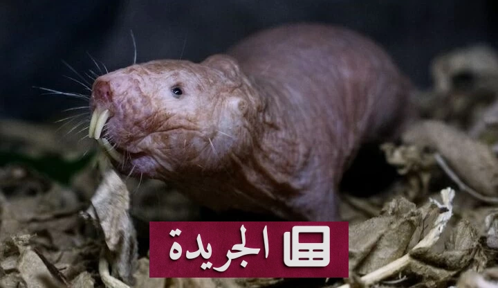 سر السيطرة المطلقة لملكة فئران الخلد العاري يكشف عنه العلم - آخر الأخبار - الجريدة