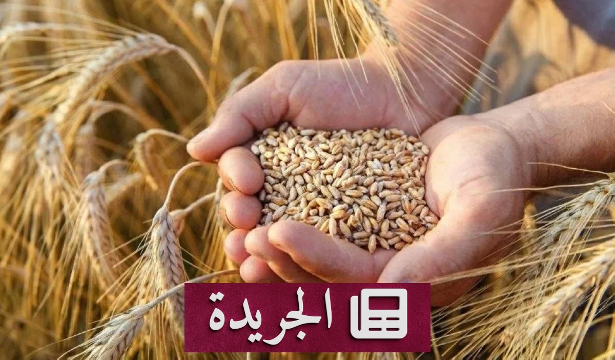 صرف ١٩٩ مليون ريال مستحقات مزارعي القمح المحلي لهذا الموسم - آخر الأخبار - الجريدة