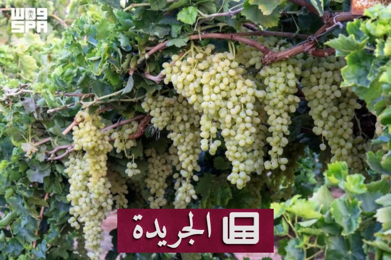 تبوك تتصدر إنتاج العنب بفضل جهود المزارعين ودعم الوزارة - آخر أخبار الجريدة