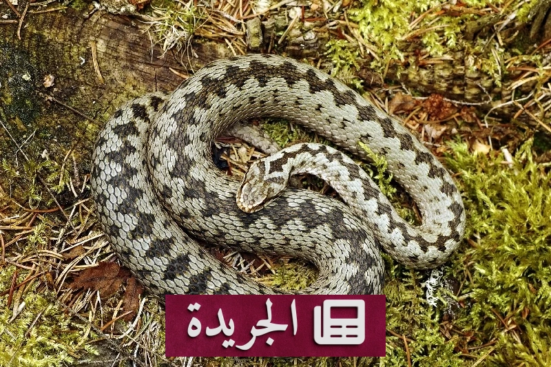 طفل ينجو من لدغة أفعى سامة ظناً منها سحلية - آخر أخبار الجريدة
