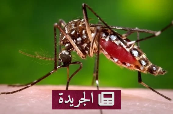 تفشي قياسي لحمى الضنك في فلوريدا يتجاوز 250 إصابة محلية - آخر أخبار الجريدة