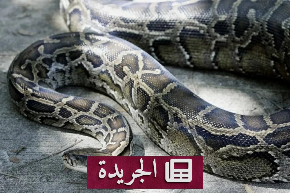 ثعبان أصلة يخطف الأضواء في حفل زفاف بماليزيا - أخبار أونلاين