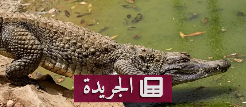 ظاهرة مقلقة في النيل السوداني بين اللهو بالرصاص وتهديد التماسيح بالانقراض - آخر الأخبار - الجريدة