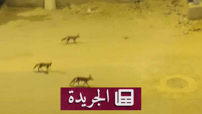 ظهور الثعالب في شوارع حدائق أكتوبر بمصر يثير القلق بين السكان - آخر الأخبار - الجريدة