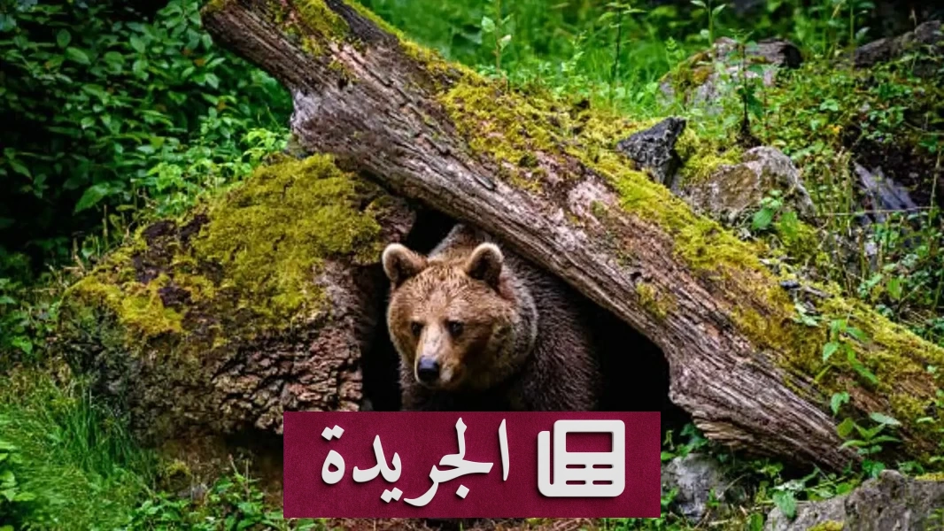 ثلاثة متنزهين ينجون من مواجهة مرعبة مع دب أشيب في ألاسكا - أخبار أونلاين
