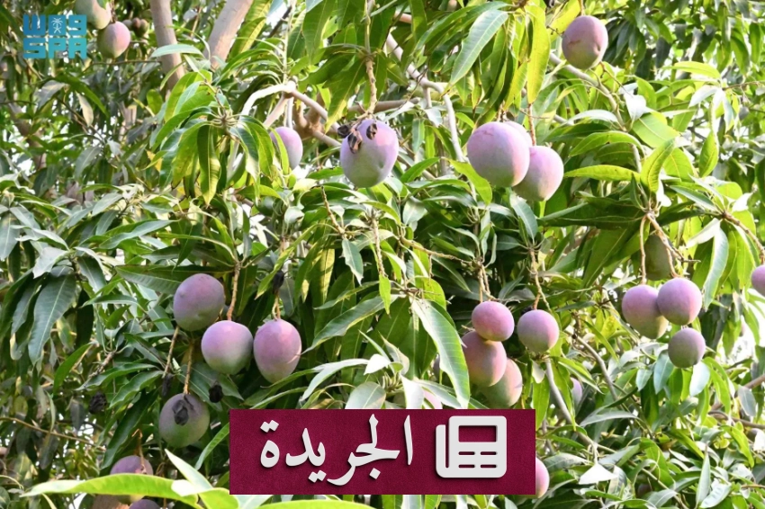 ثورة المانجو في جازان.. متاجر رقمية تربط المزارع بالمستهلك مباشرة - أخبار أونلاين