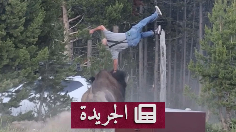ثور بيسون يهاجم سائحاً أمام حفيده في يلوستون - آخر أخبار الجريدة