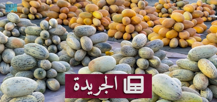 ذروة موسم جني الشمام في القصيم تجذب الزوار وتغذي الأسواق المحلية - آخر الأخبار - الجريدة