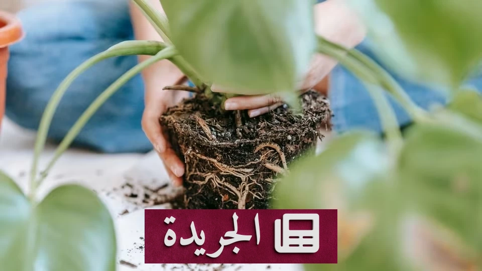 تحذير طبي من بكتيريا مخفية في تربة النباتات المنزلية - آخر الأخبار - الجريدة