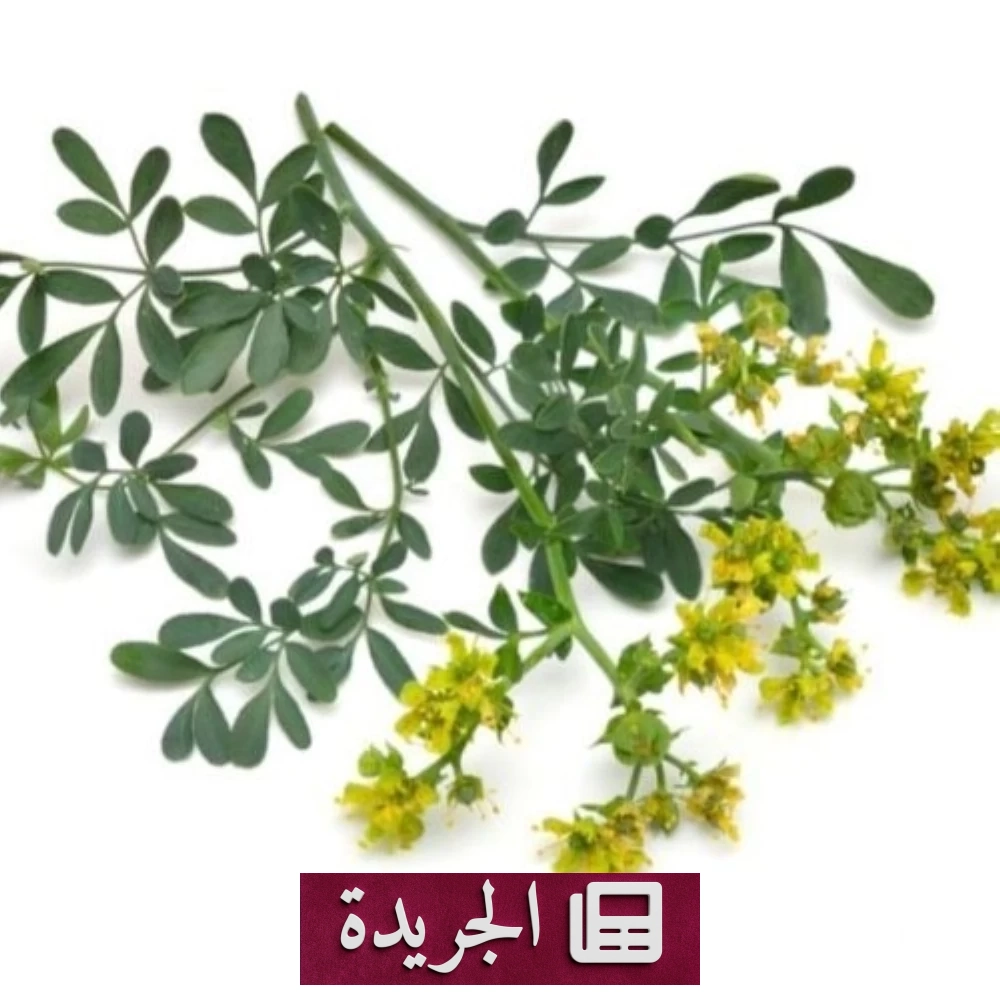 تحذيرات صحية عاجلة بشأن عشبة الشذاب.. ممنوع على هذه الفئات - آخر الأخبار - الجريدة