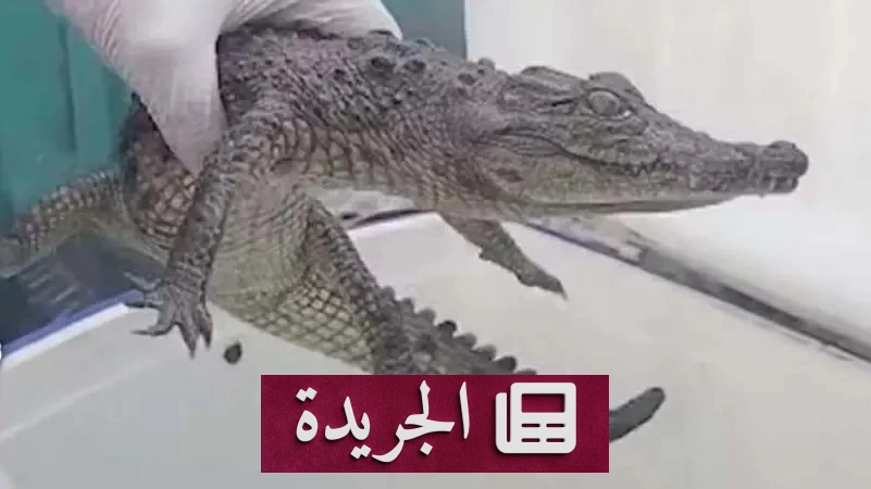 تمساح صغير يثير الرعب في قرية المنوفية الهادئة - آخر الأخبار - الجريدة