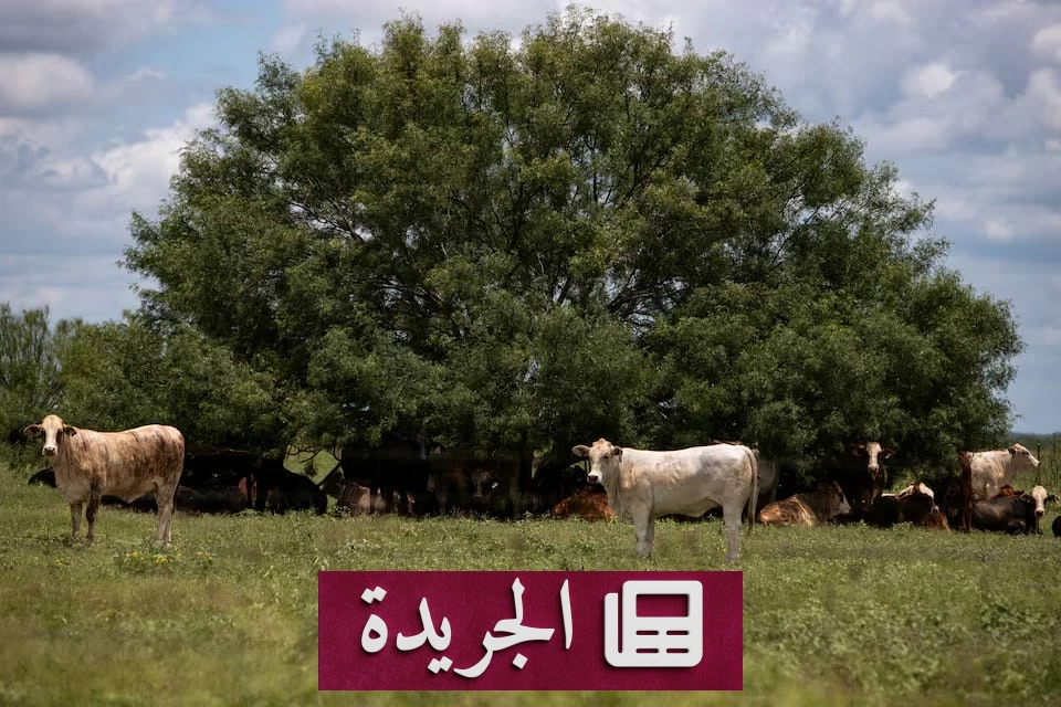 طوارئ زراعية في تكساس بعد ظهور دودة آكلة للحوم لأول مرة منذ 60 عاماً - أخبار أونلاين