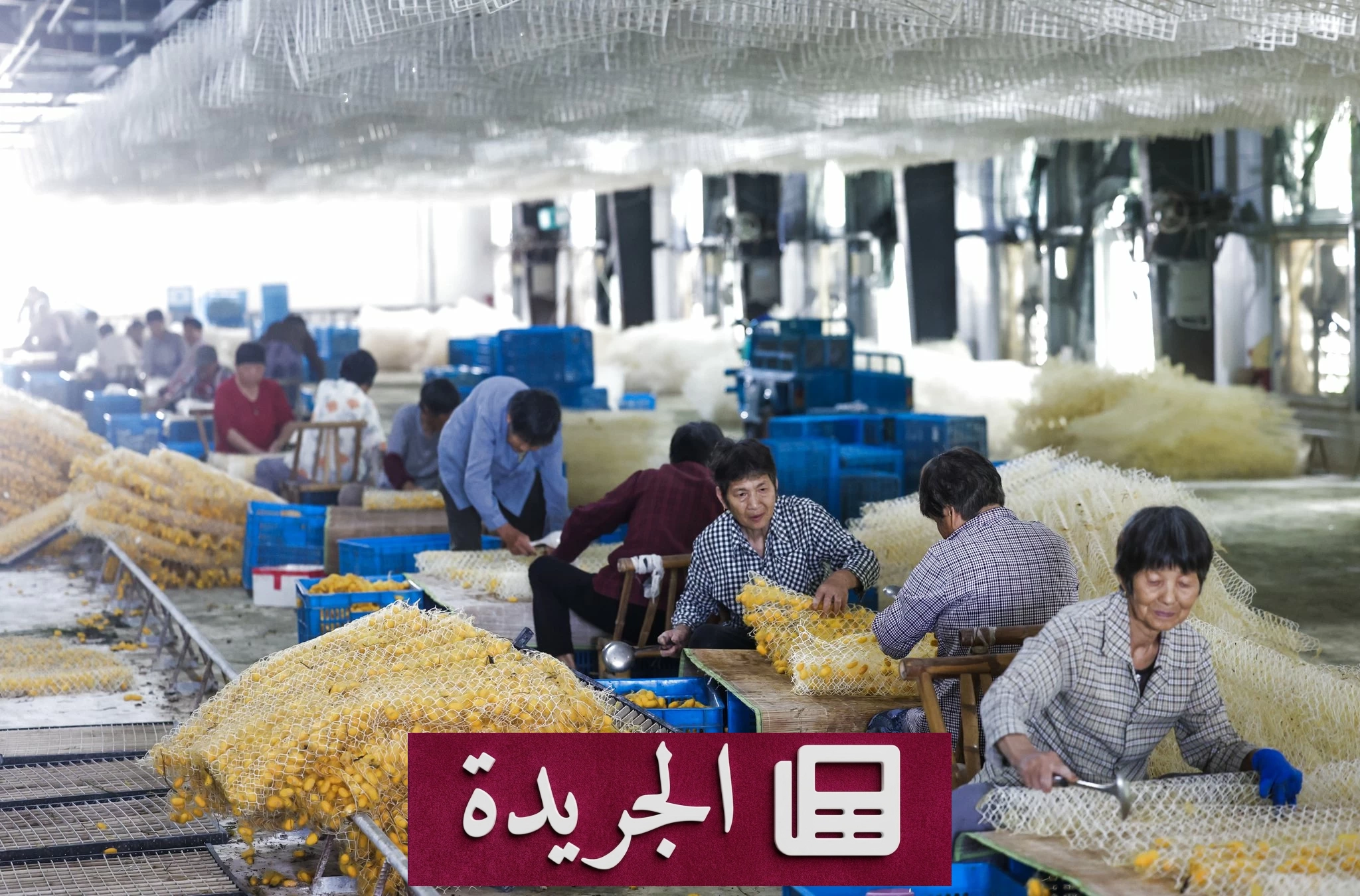 تربية شرانق دودة القز تعود إلى الأرياف بحيوية اقتصادية جديدة - أخبار أونلاين