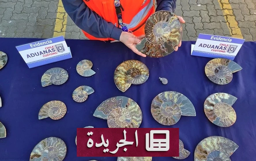 تشيلي تعتقل 222 أحفورة بحرية نادرة عمرها 110 ملايين عام قادمة من مدغشقر - آخر الأخبار - الجريدة
